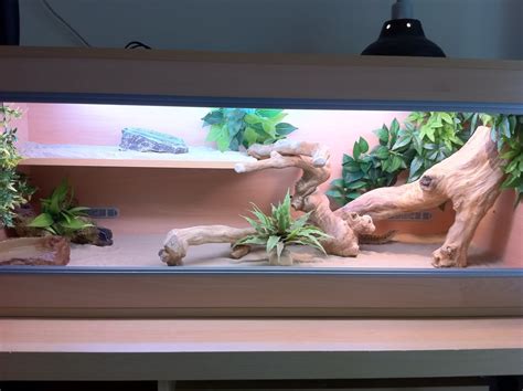 Bearded Dragon Home Idea Bearded Dragon Habitat Bearded Dragon Baby