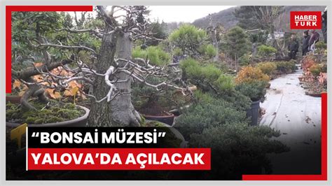 Türkiye nin ilk Bonsai Müzesi Yalova da kuruluyor Video