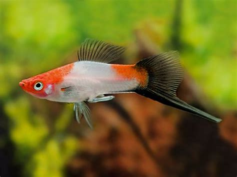 Koi Kohaku Wagtail Swordtail In 2020 Swordtail Fish Beautiful Fish