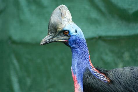 World S Most Dangerous Bird 7 Facts About The Cassowary