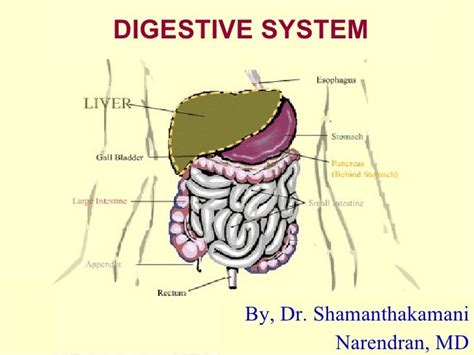 08 Digestive System.ppt