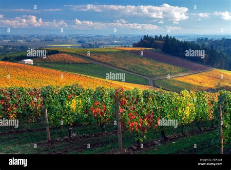 Erath Vineyards with fall color Near Dundee Oregon Stock Photo - Alamy