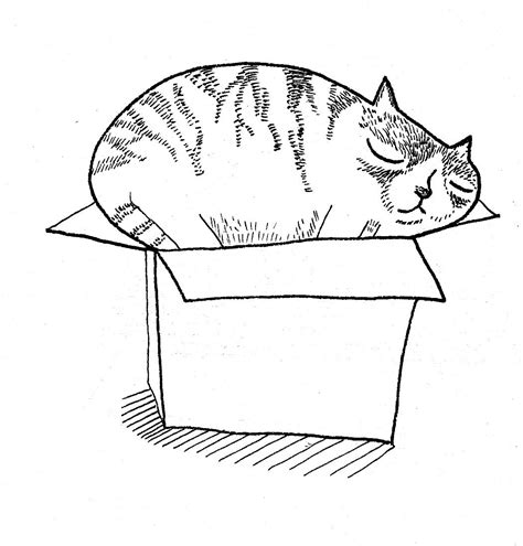 Cat In Box Cat Box Cats Kitty