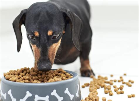 Best food for small dogs uk. How to choose best small breed dog food » SelectDeals