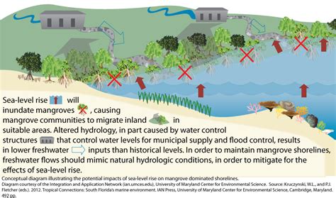 Potential Inundation Of Mangroves By Sea Level Rise University Of
