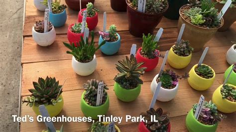 Visit To Two Succulent Nurseries Youtube