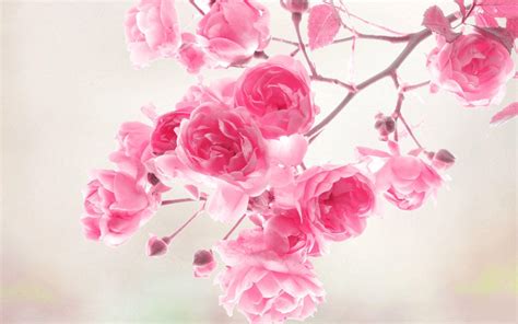 Beautiful Pink Flower Wallpapers Top Free Beautiful Pink Flower