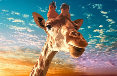 Animal Giraffe Hd Wallpaper By Zelko