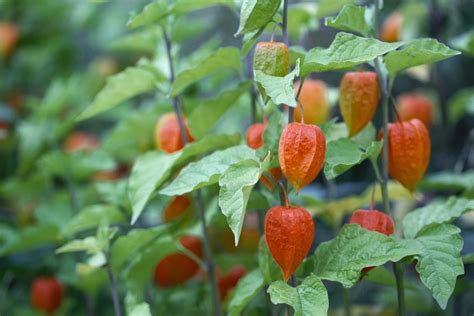 Chinese Lantern Plant Care And Growing Guide