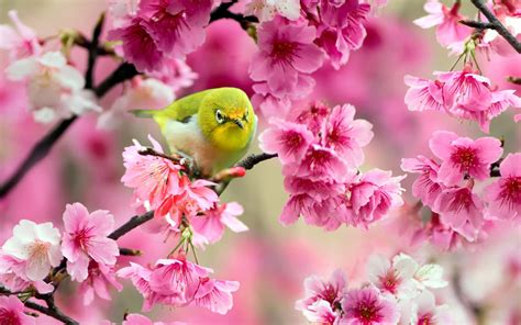 Wallpaper Colorful Birds Animals Food Pink Flowers Branch Fruit