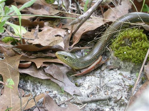 Subscribe to this channel or it's 500 years of bad luck. Eastern Glass Lizard (Reptiles of Alabama) · iNaturalist