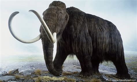 Interesting Facts About Mammoths