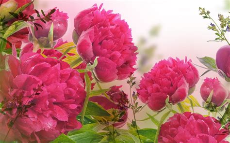 Check spelling or type a new query. Desktop Wallpaper Peonies (57+ images)