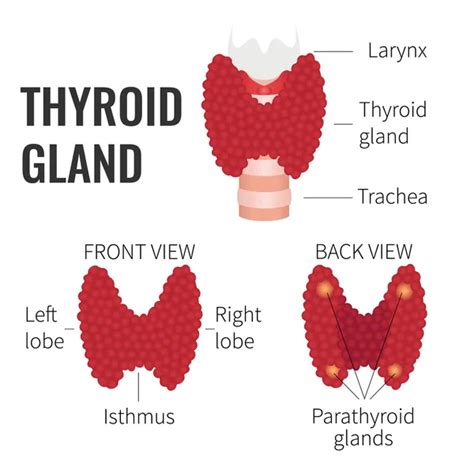 Thyroid Gland Structure