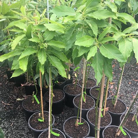 We did not find results for: Avocado Tree Wurtz (A) | Lakeside Plants & Nursery