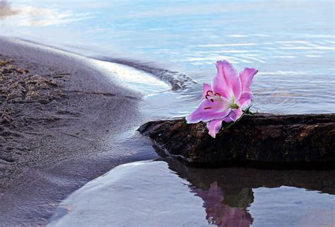 Free Picture Water Coast Sand Sea Flower Reflection Bay Beach