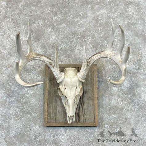 Whitetail Deer Skull Mount For Sale 28466 The Taxidermy Store