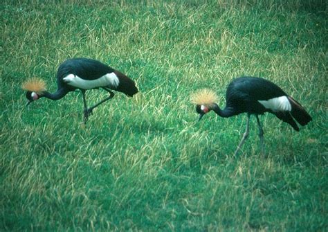 Our Beautiful World Cranes In Africa Black Crowned Crane Balearica Pavonina