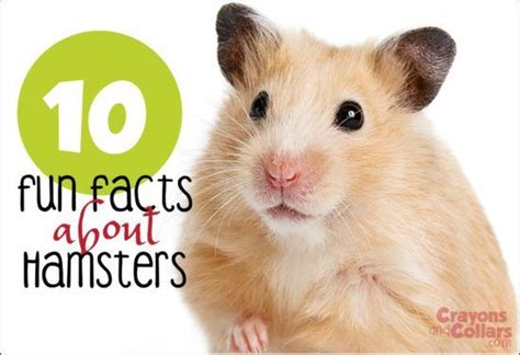 10 Fun Facts About Hamsters Crayons And Collars Life With Kids And