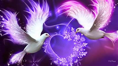 Purple Valentine Bright Doves Wallpapers Birds Animals