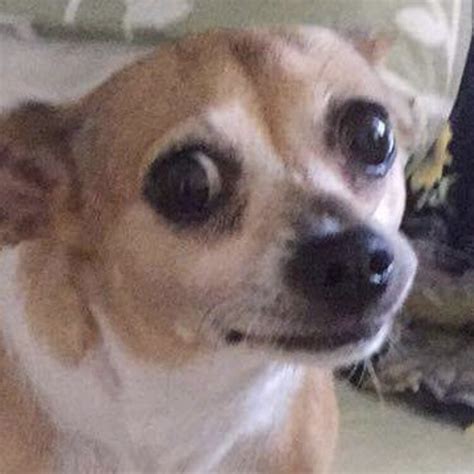 Ptsd Chihuahua Meme Generator Pets Lovers
