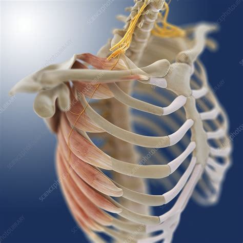 Chest Muscles Artwork Stock Image C0145179 Science Photo Library