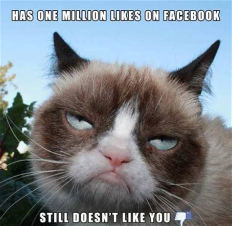 Of The Best Grumpy Cat Moments Sheknows