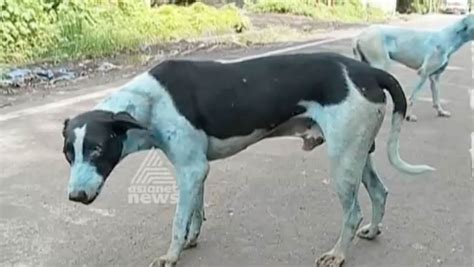 El Extraño Caso De Los Perros Callejeros Que Se Volvieron Azules En India