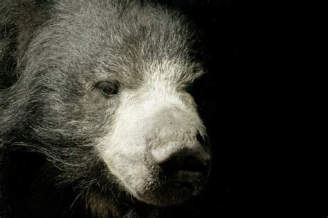 Sloth Bear Portrait Free Stock Photo Public Domain Pictures