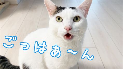 お昼のおやつも全力でアピールするお喋り猫 Youtube