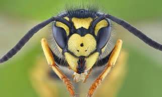 Super Wasps Threatening To Invade Gardens Daily Mail Online