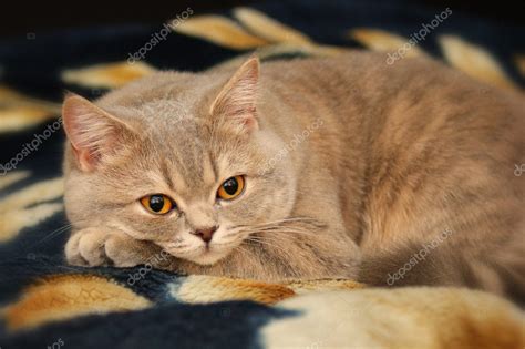 Yellow Beautiful Cat Breeds British Shorthair — Stock Photo © Bers 089