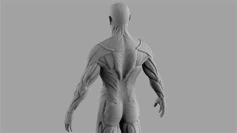 Human Muscle Anatomy Zbrushcentral