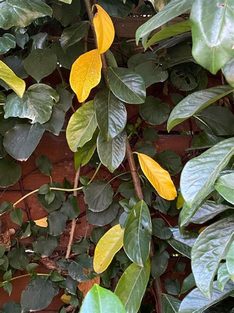 Rapidly Yellowing Cherry Laurels Please Help — Bbc Gardeners World