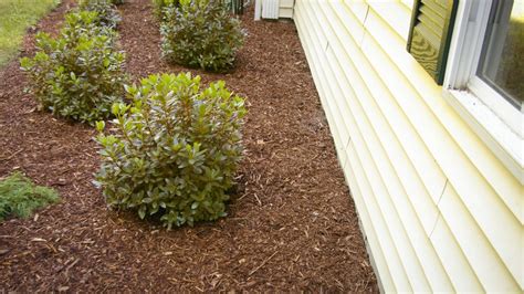 How Close To House To Plant Shrubs Land Designs Unlimited Llc
