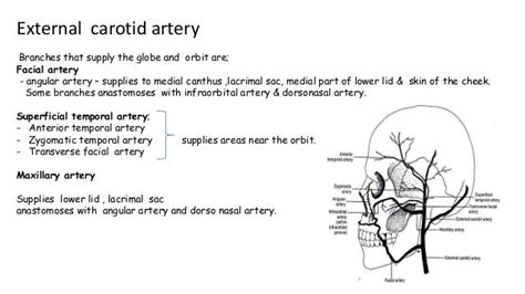 Ocular Blood Supply