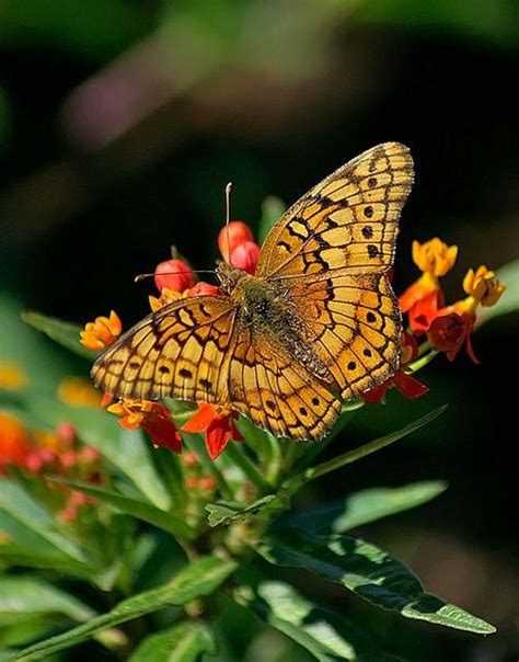 Variegated Fritillary 2 Butterfly Chrysalis Beautiful