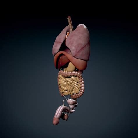 The spine is the backbone of the human skeleton. Human Male Torso Anatomy 3D Model MAX OBJ 3DS FBX C4D LWO ...