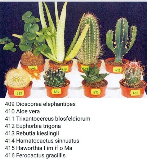 Nombres De Cactus Y Fotos Leapmoms