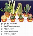 Nombres De Cactus Y Fotos - leapmoms