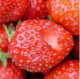 Strawberry Pest Identification