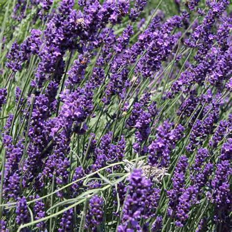 English Lavender Heirloom Seeds Terroir Seeds