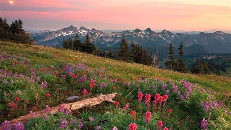 Mountains Flowers Wild Wallpapers Top Free Mountains Flowers Wild