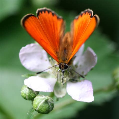 Orangefarbener Falter Foto And Bild Tiere Wildlife Schmetterlinge