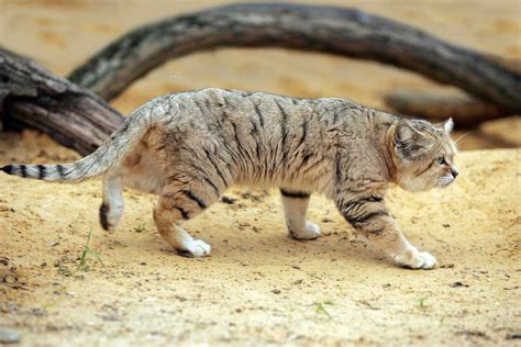 8 Fascinating Facts About The Sand Cat