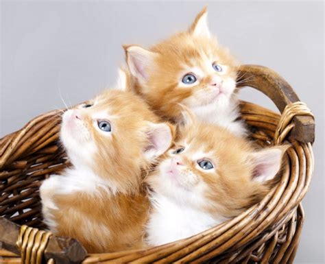 Kittens Kitten Cat Cats Baby Cute S Wallpapers HD Desktop And