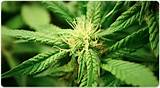 Images of Kentucky Marijuana Legalization 2016