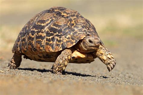 18 Weird And Wonderful Turtle And Tortoise Species Tortoises