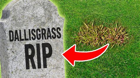 5 Weed Control Strategies For Killing Dallisgrass Youtube