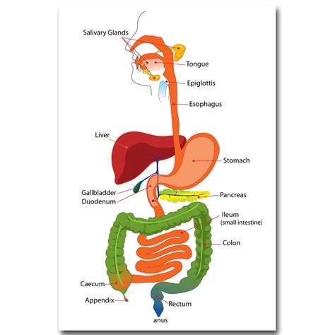 Sistema Digestivo Nicoleshenting Anatomia Humana Art Silk Poster 13x20